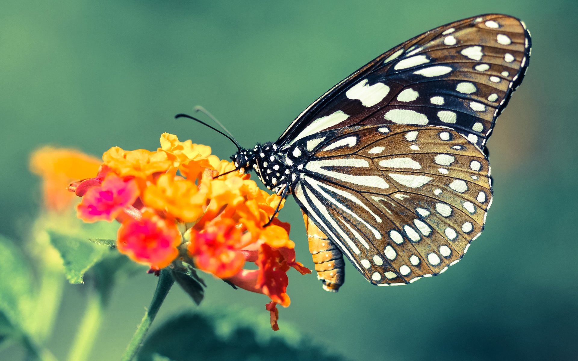 节奏绞杀，老鹰窒息式掌控与浓眉的领袖升华