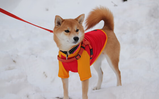 当东方利刃出鞘，总决赛焦点战，广厦队如何全面压制魔术？