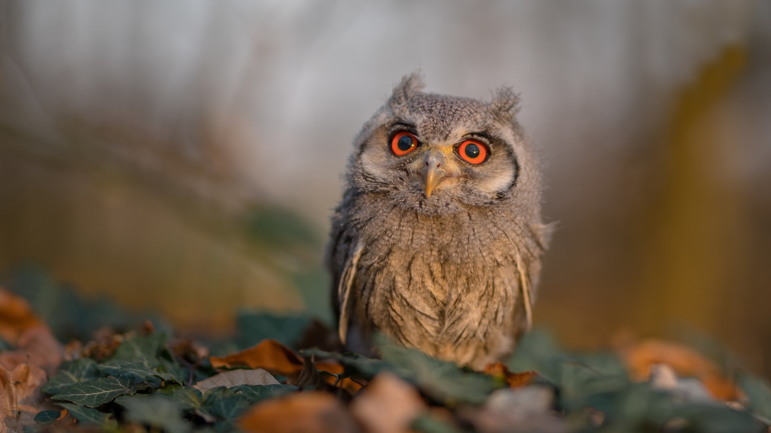 魔术对阵广东队，库里关键战不手软，三分雨定胜局