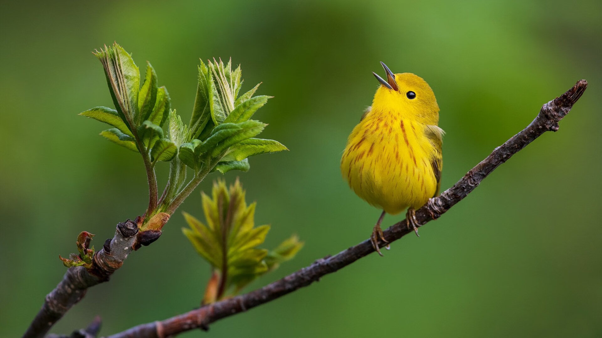 布克生涯之夜！勇士用死亡五小踏平广厦