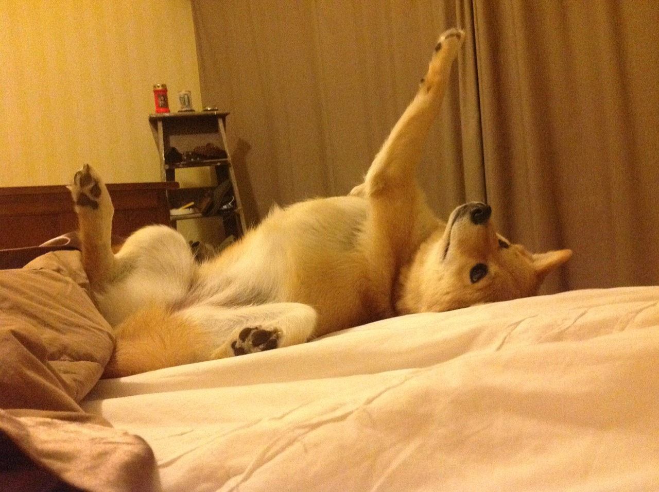 双线战场，格纳布里的完美交响与韩国的冰雪制霸