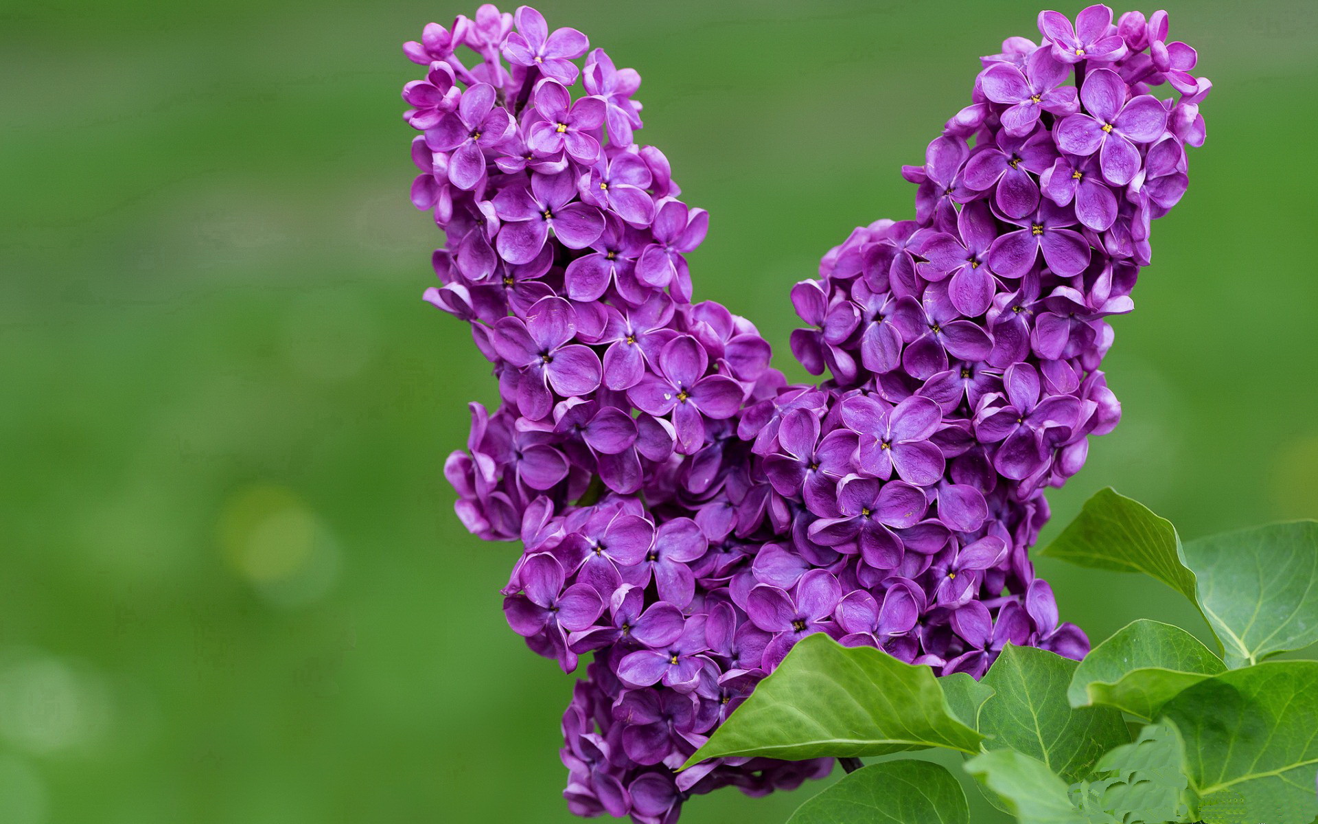 贝恩临危受命砍28+8！独行侠客场大胜黄蜂取关键卡位战胜利