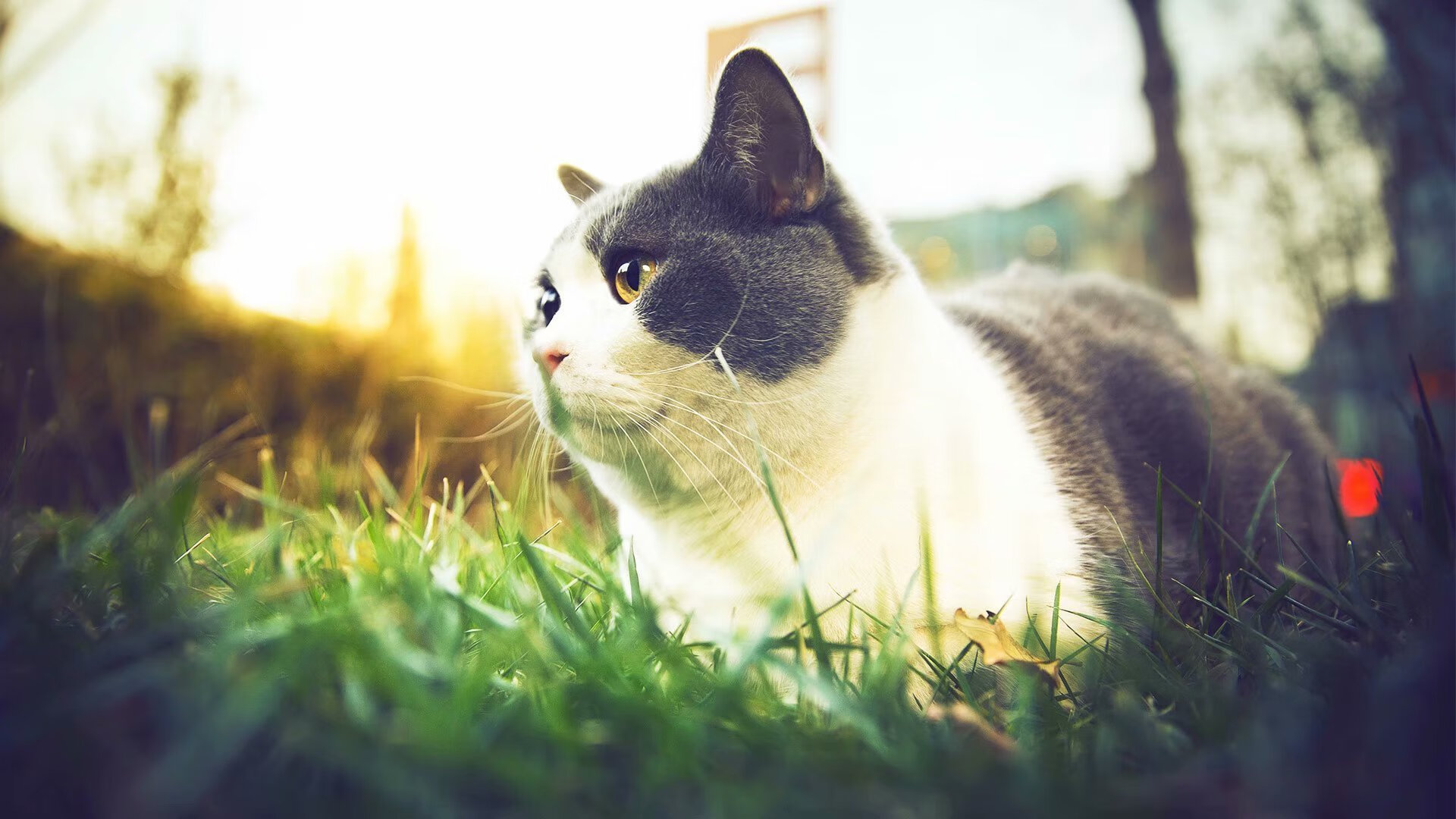 摩洛哥铁壁对阵拉齐奥蓝鹰，努涅斯稳定输出诠释现代足球真谛