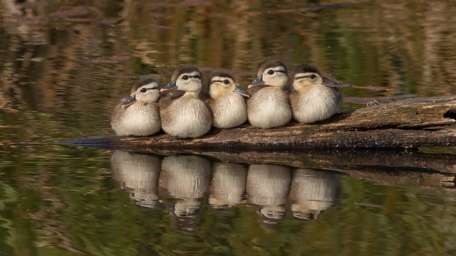 福克斯，那晚的篮球，是我的世界杯