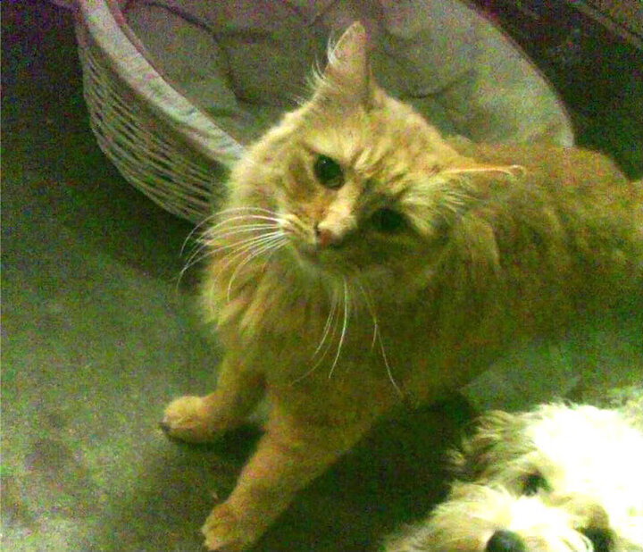 钢铁与利刃，吉林的团队坚持，与切特的个人接管