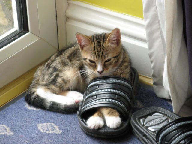 塔图姆临危救主，湖人压哨绝杀国王上演逆转奇迹