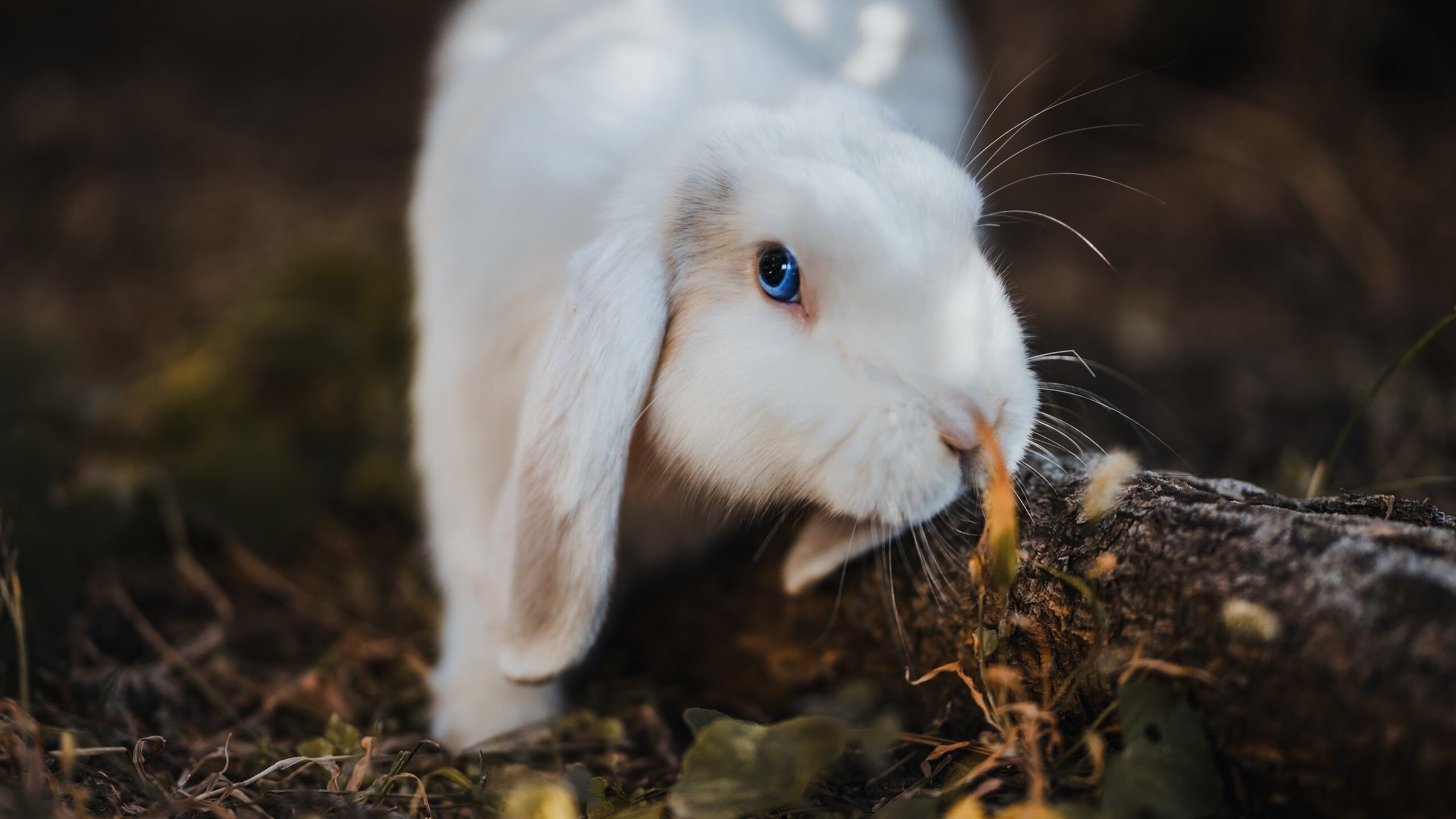 太阳击溃阴霾，塔图姆在奥运前夜的关键接管启示录
