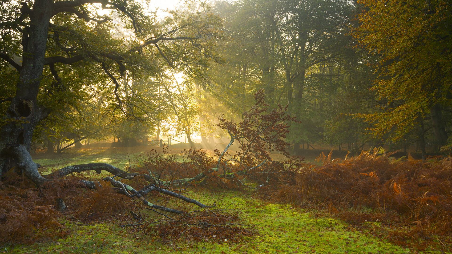 F1年度争冠焦点战，加纳车手全面压制哥伦比亚，赛场上的国家荣耀对决