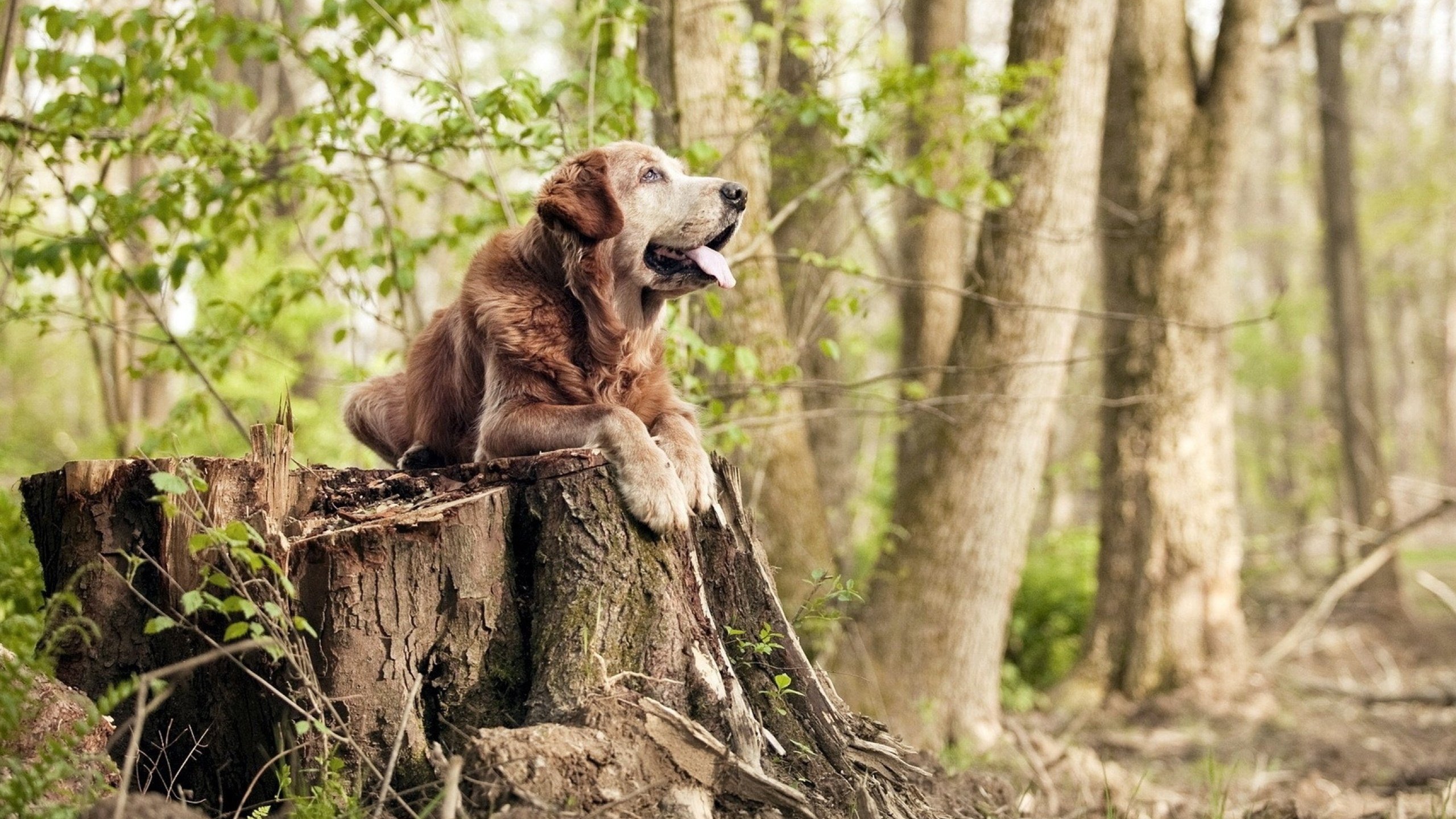 开云体育平台APP-关键先生切特，尼克斯连续得分压制76人，新星闪耀赢下关键战