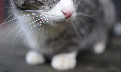 团队收割与节奏掌控，从76人的胜利到欧文的艺术